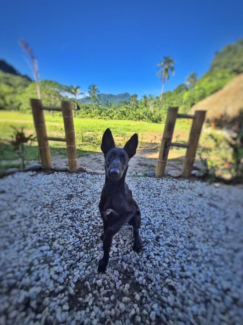 Perro negro en la grava